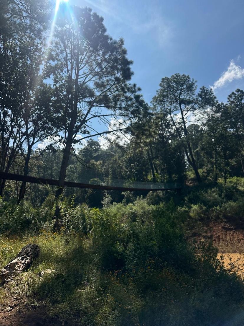 Lotes residenciales campestres  en Mazamitla  5